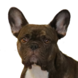 Nahaufnahme einer gestromten französischen Bulldogge mit aufmerksamen Ohren und großen, ausdrucksstarken Augen, die direkt in die Kamera blickt. Der Hintergrund zeigt dezente Wohndekor-Elemente.